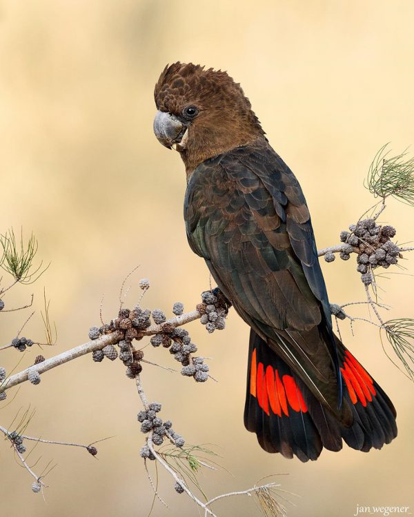 Angel – Glossy Black Cockatoo