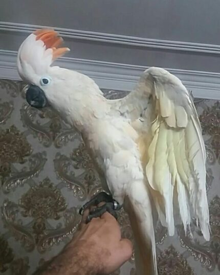 Blaze – Salmon Crested Cockatoo