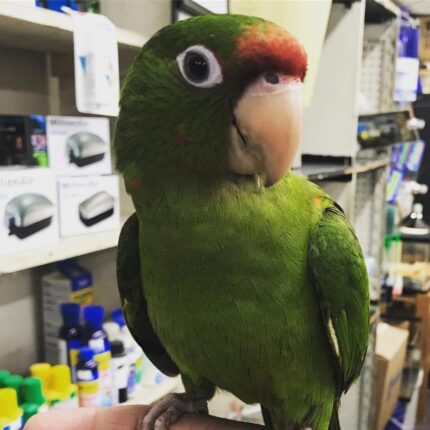Bobby – Puerto Rican amazon