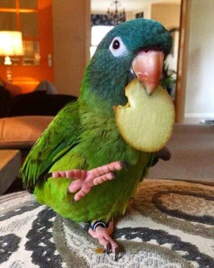 Coco – Blue Crown Conure