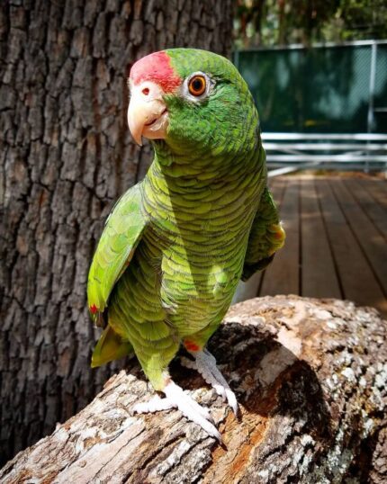 Corry – Tucumán amazon