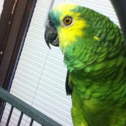 David – Blue-Fronted amazon