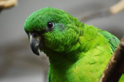 Ellie – Black-billed amazon