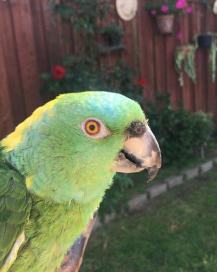 Emma – Yellow-naped amazon