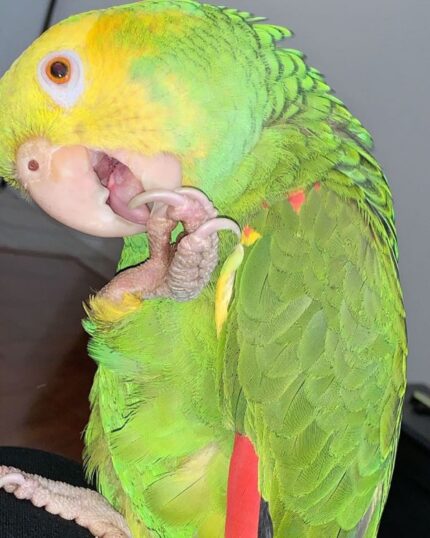 Eva – Yellow-headed amazon
