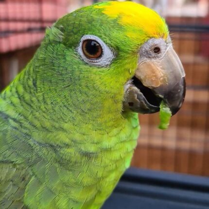 Gina – Yellow-crowned amazon