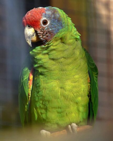 Kali – Red-tailed amazon