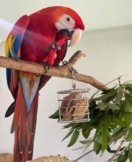 Ketty - Scarlet Macaw Parrot
