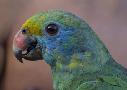 London – Blue-cheeked amazon