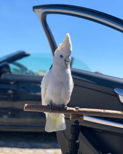 Luna – Solomon’s Cockatoo