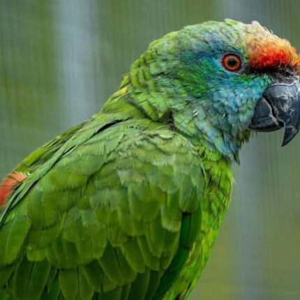 Major – Amazona bodini