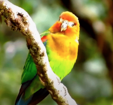 Marley – Rusty-faced parrot