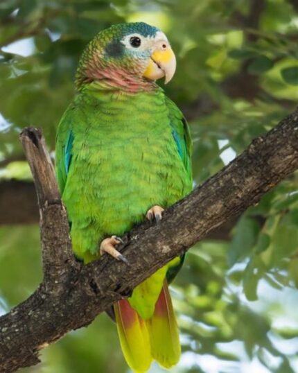 Marshall – Yellow-billed amazon