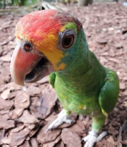 Maxx – Red-browed amazon