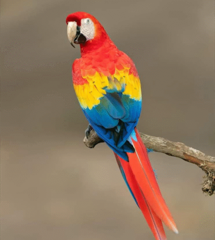 Mickey- Rainbow Macaw Parrot