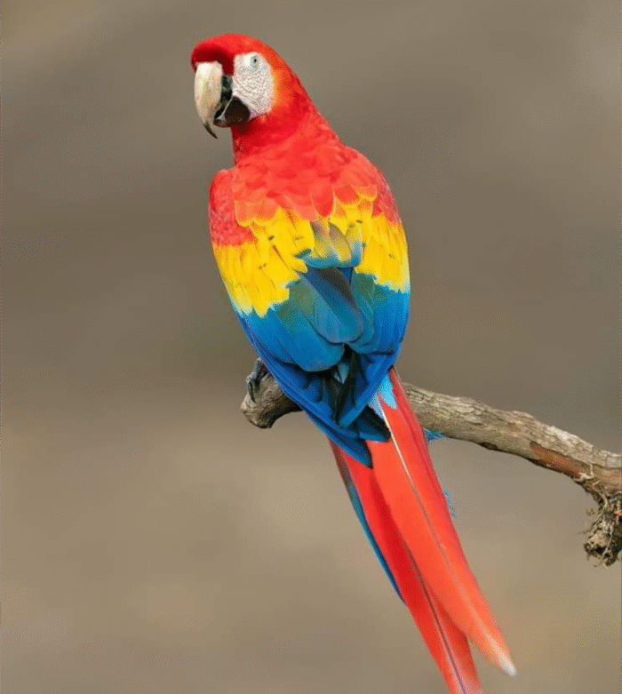 Mickey- Rainbow Macaw Parrot