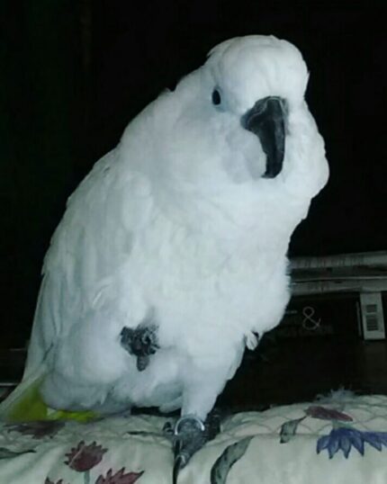 Paris – White Cockatoo