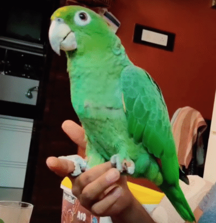 Randy – Southern mealy amazon