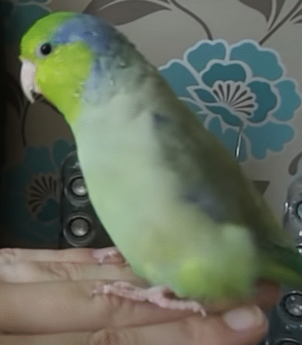 Ranger – Manu parrotlet