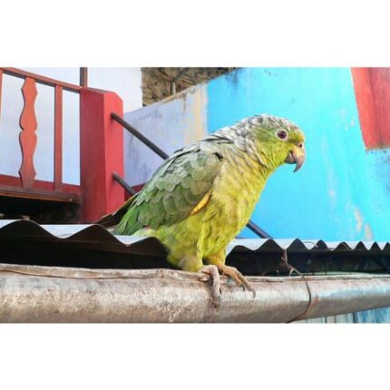 Rexy – Scaly-naped amazon