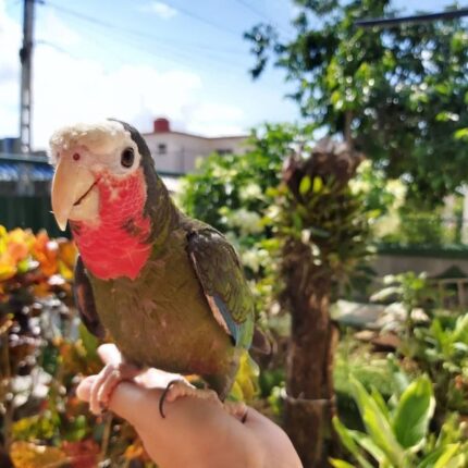 Rita – Cuban amazon