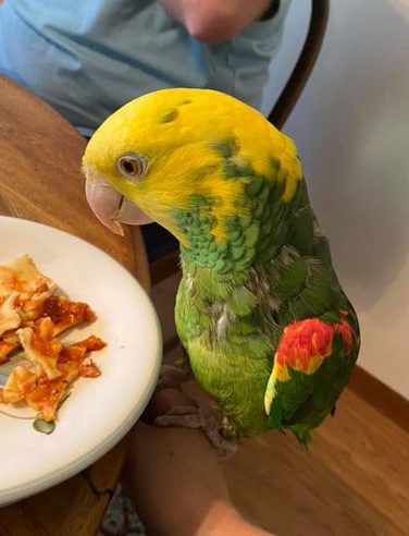 Sonny – Yellow-head parrot