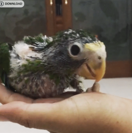 Tinker – Hispaniolan amazon