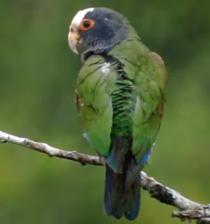 Toby – White-crowned parrot